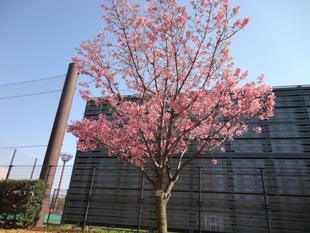 ヨコハマヒザクラ満開