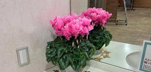 横浜花き展覧会のお花🌺