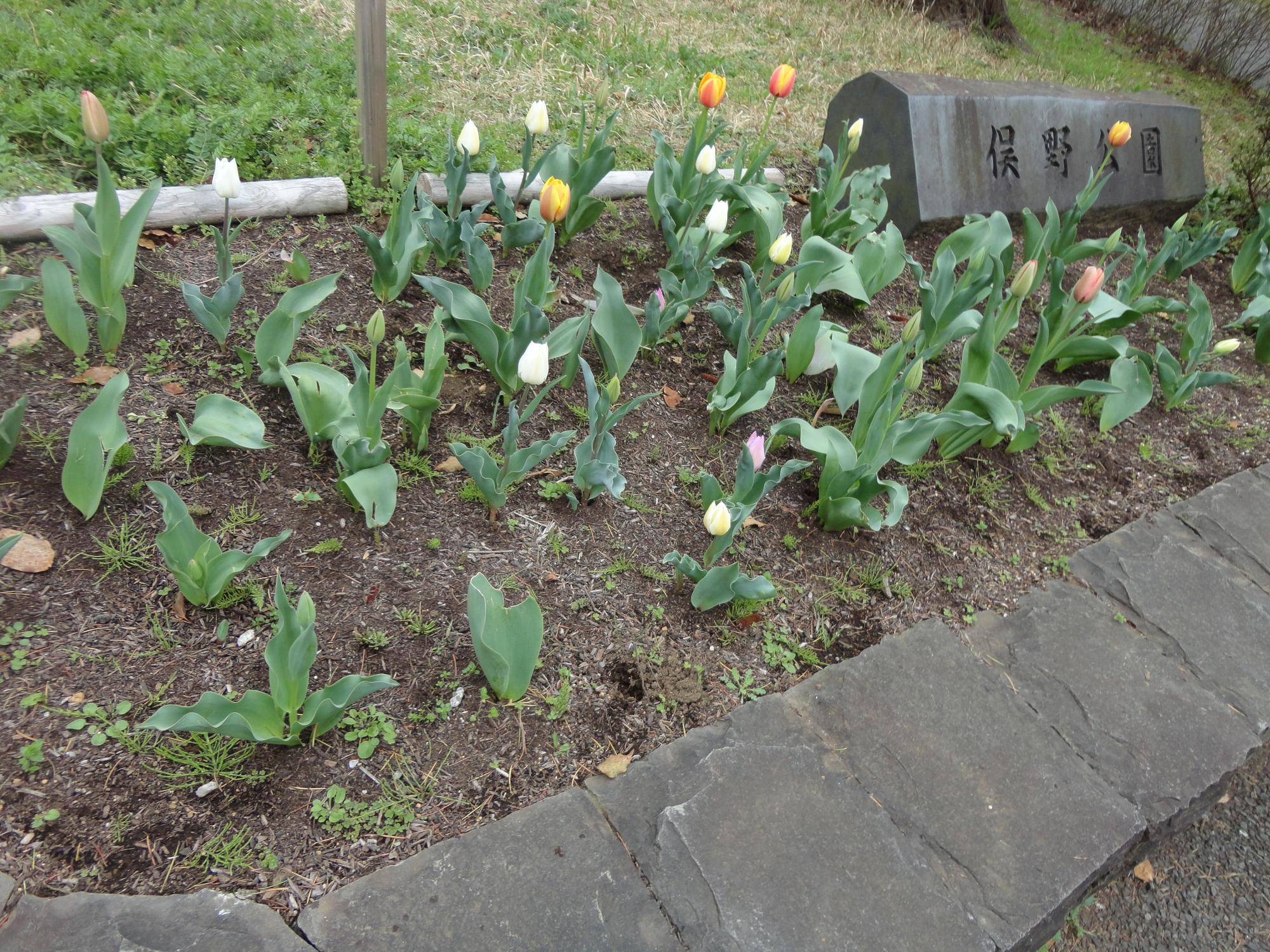 春の訪れ【チューリップ】の写真