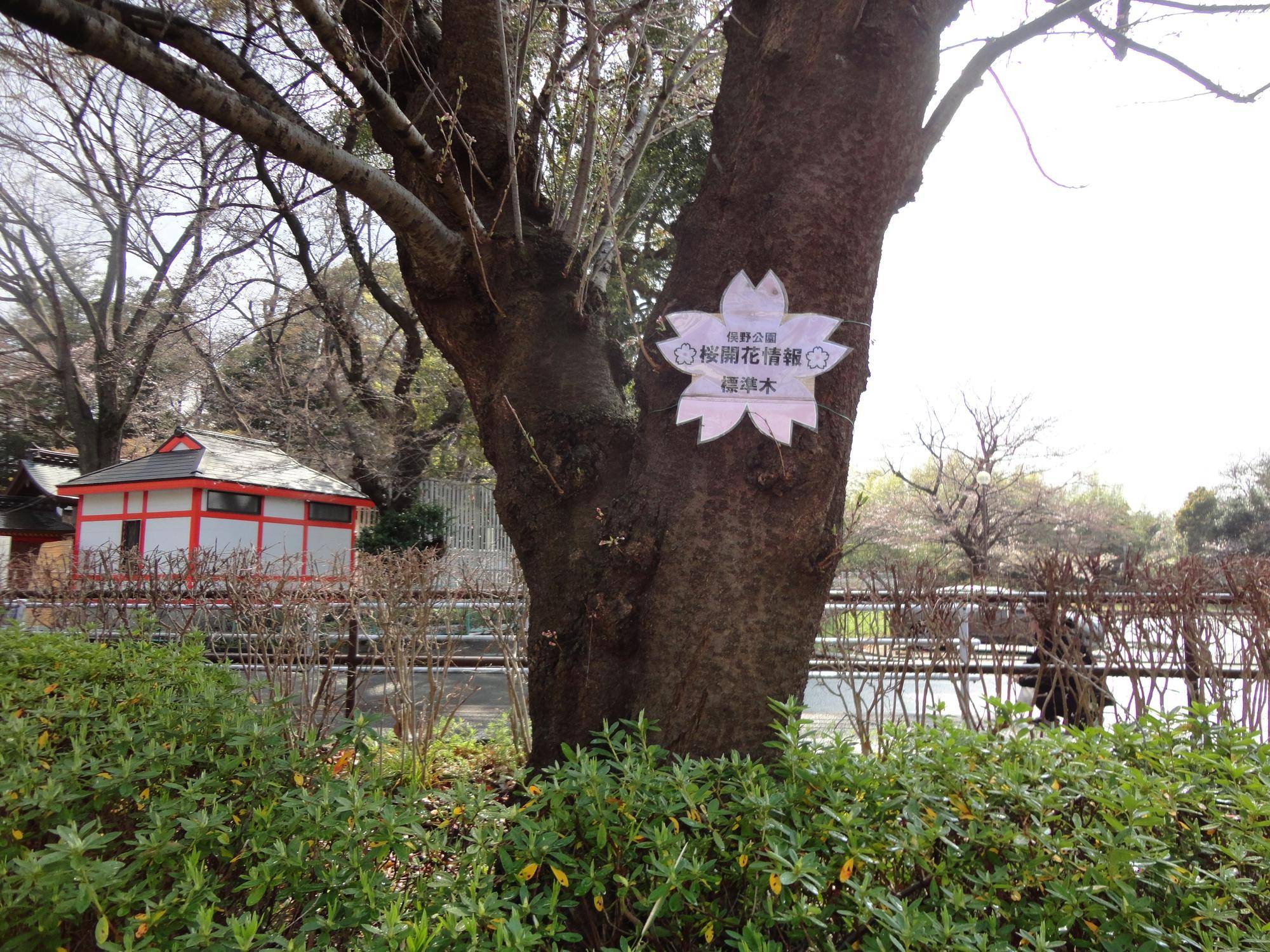 桜開花情報【2024年4月1日】の写真