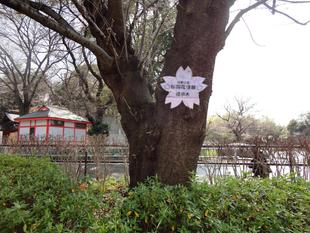 桜開花情報【2024年4月1日】