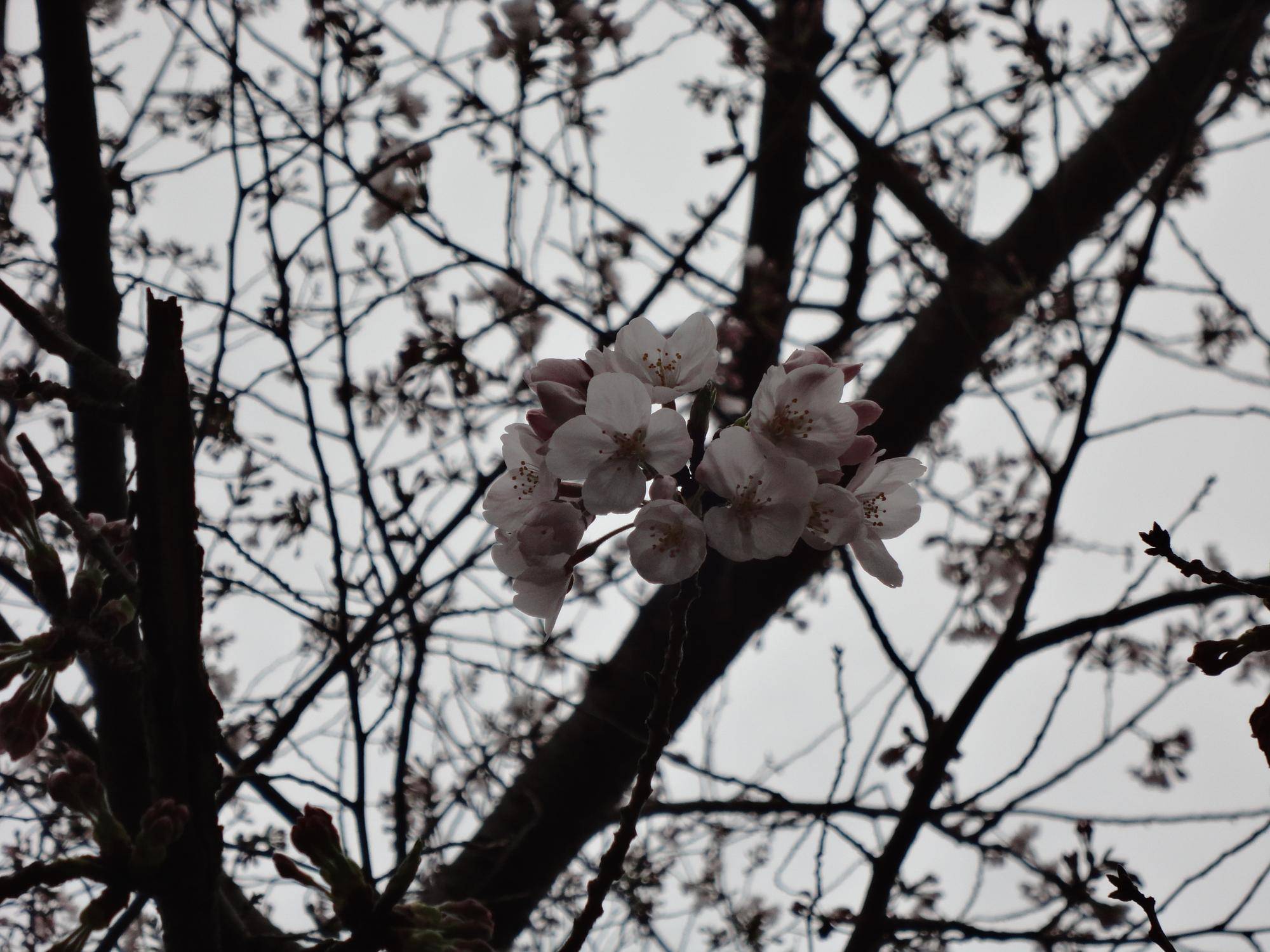 桜開花情報🌸【2024年4月3日】の写真