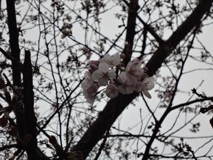 桜開花情報🌸【2024年4月3日】