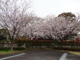 桜開花情報🌸【2024年4月5日】