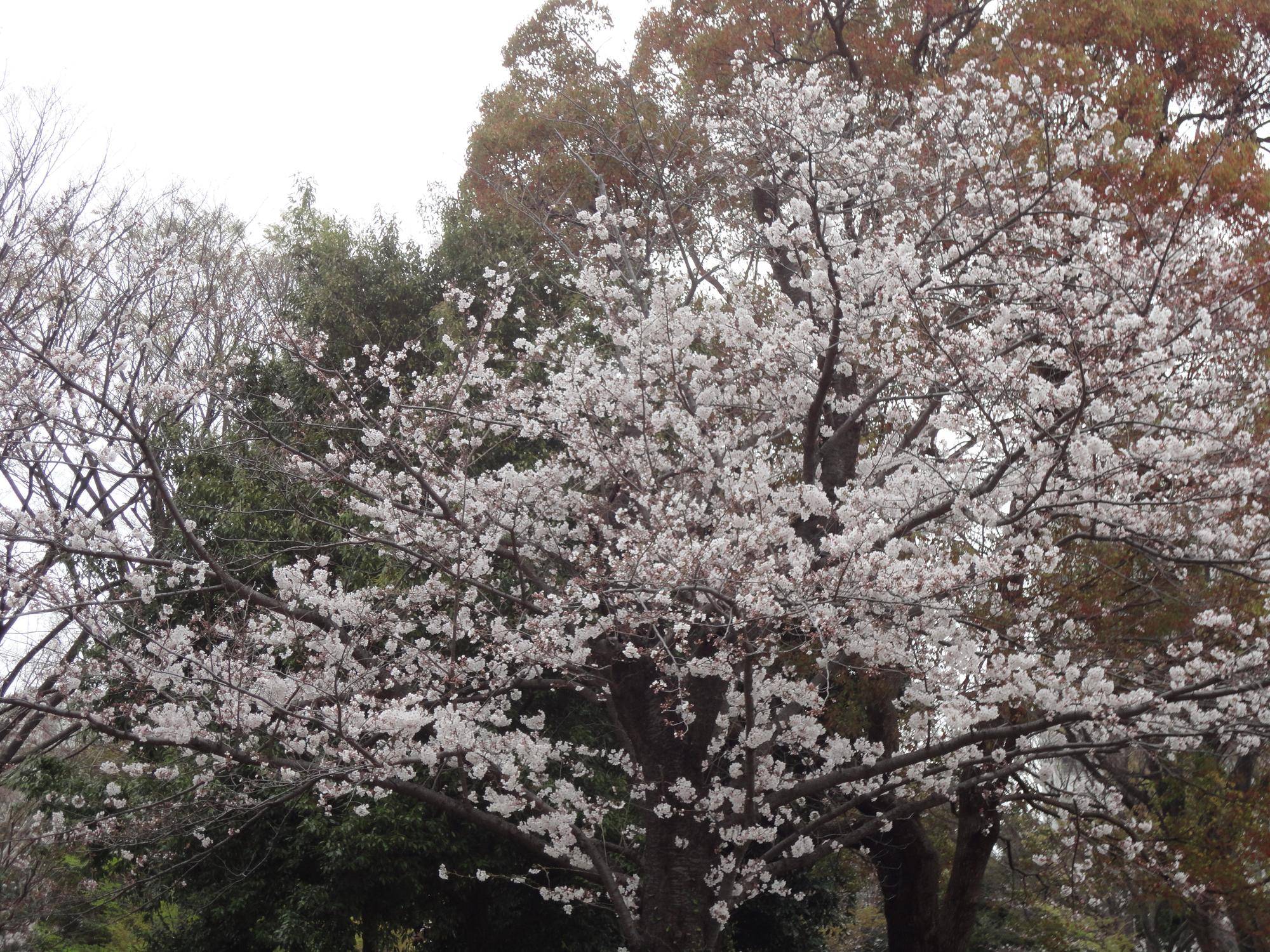 桜開花情報🌸【2024年４月４日】の写真