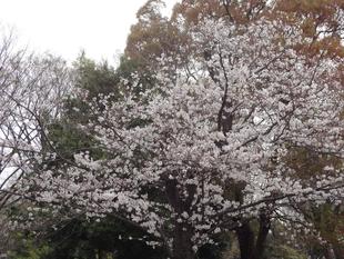 桜開花情報🌸【2024年４月４日】