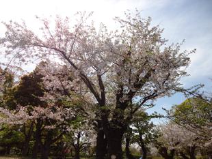 桜開花情報🌸【2024年４月13日】