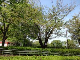 桜開花情報🌸【2024年4月21日】