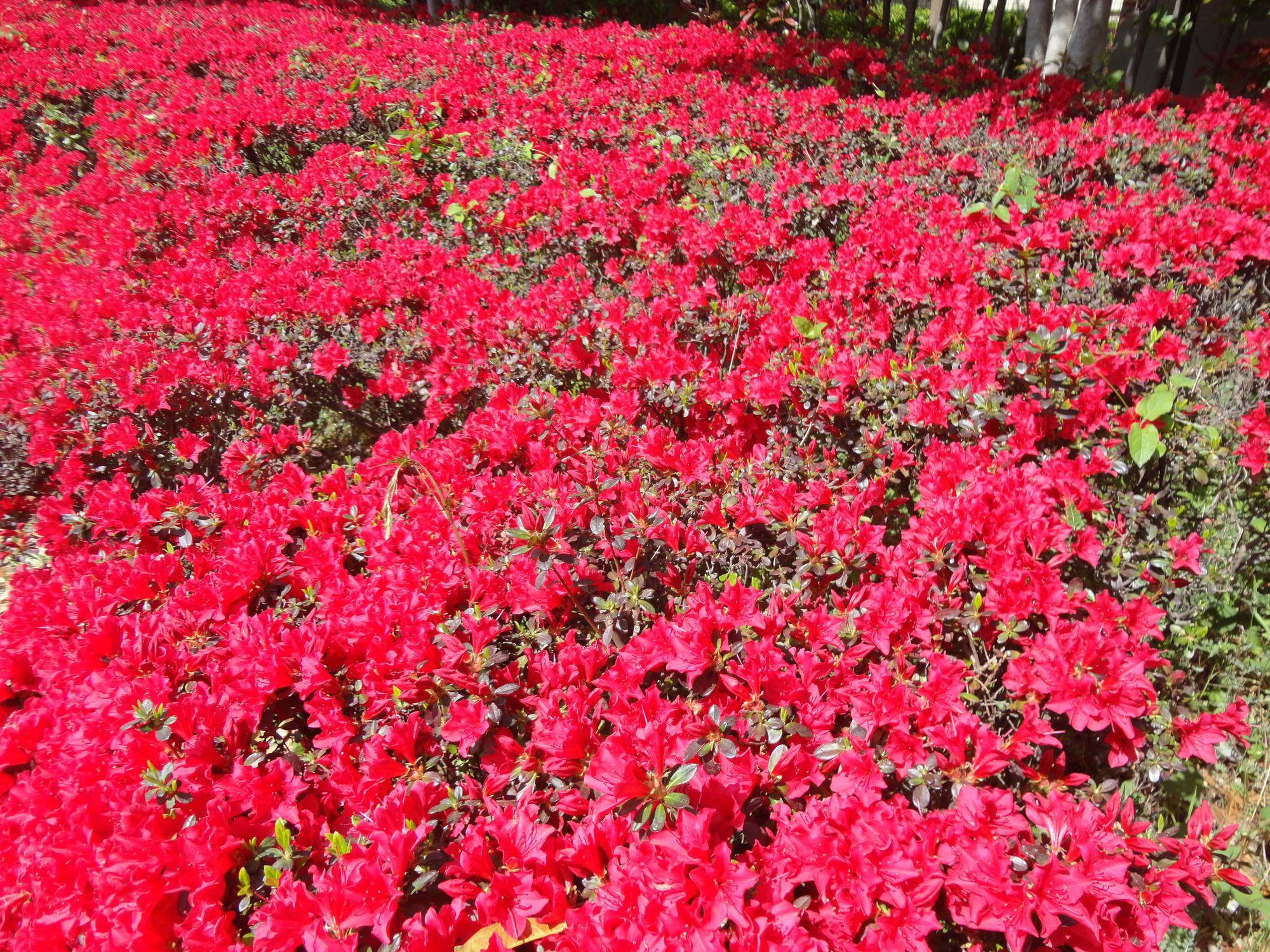 俣野公園のツツジを是非ご覧くださいの写真