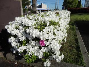 俣野公園のツツジが満開です