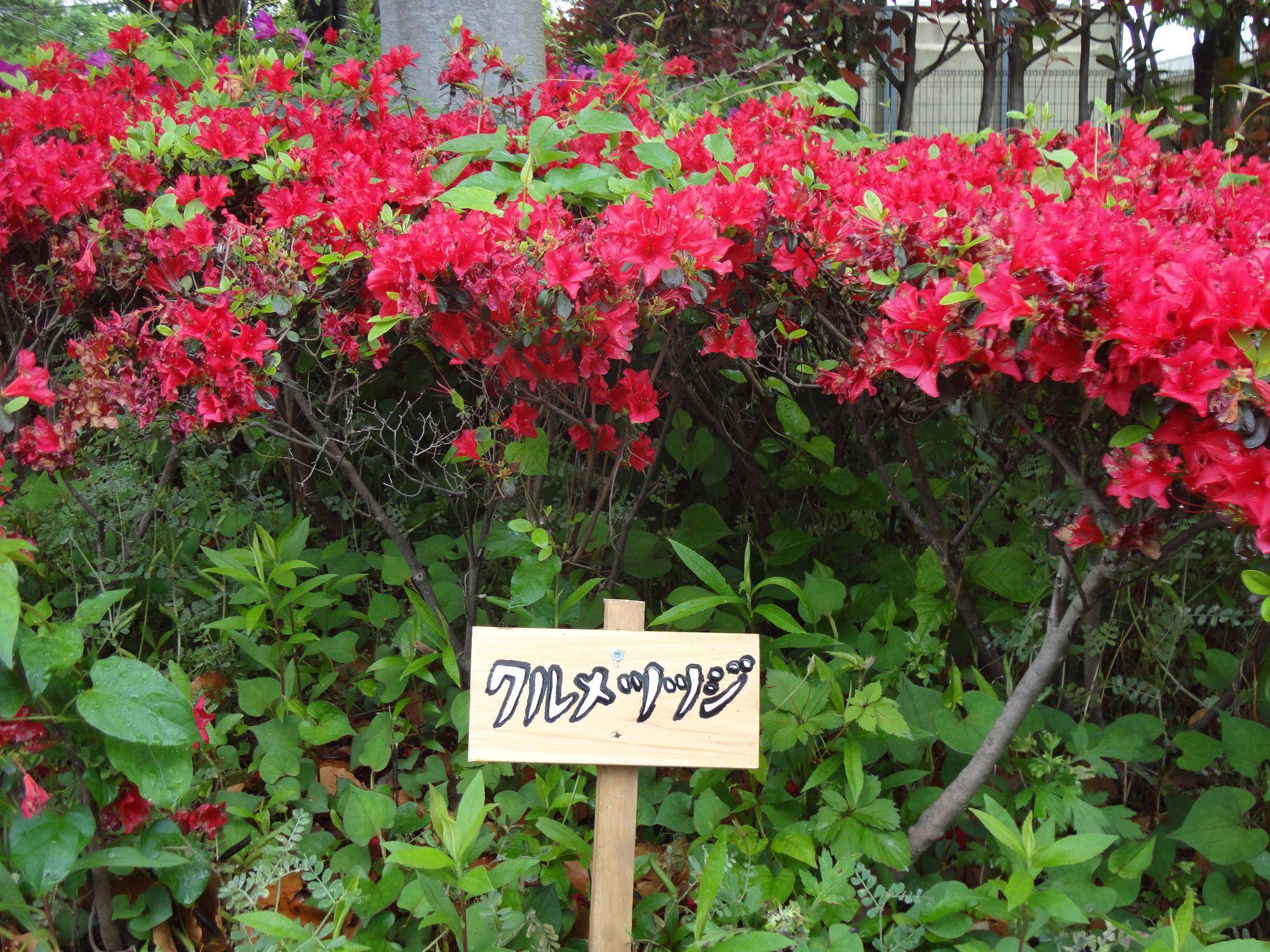 このツツジの名前はなんだろう？ということで、名前を書きました！の写真