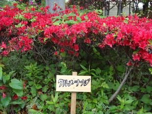 このツツジの名前はなんだろう？ということで、名前を書きました！