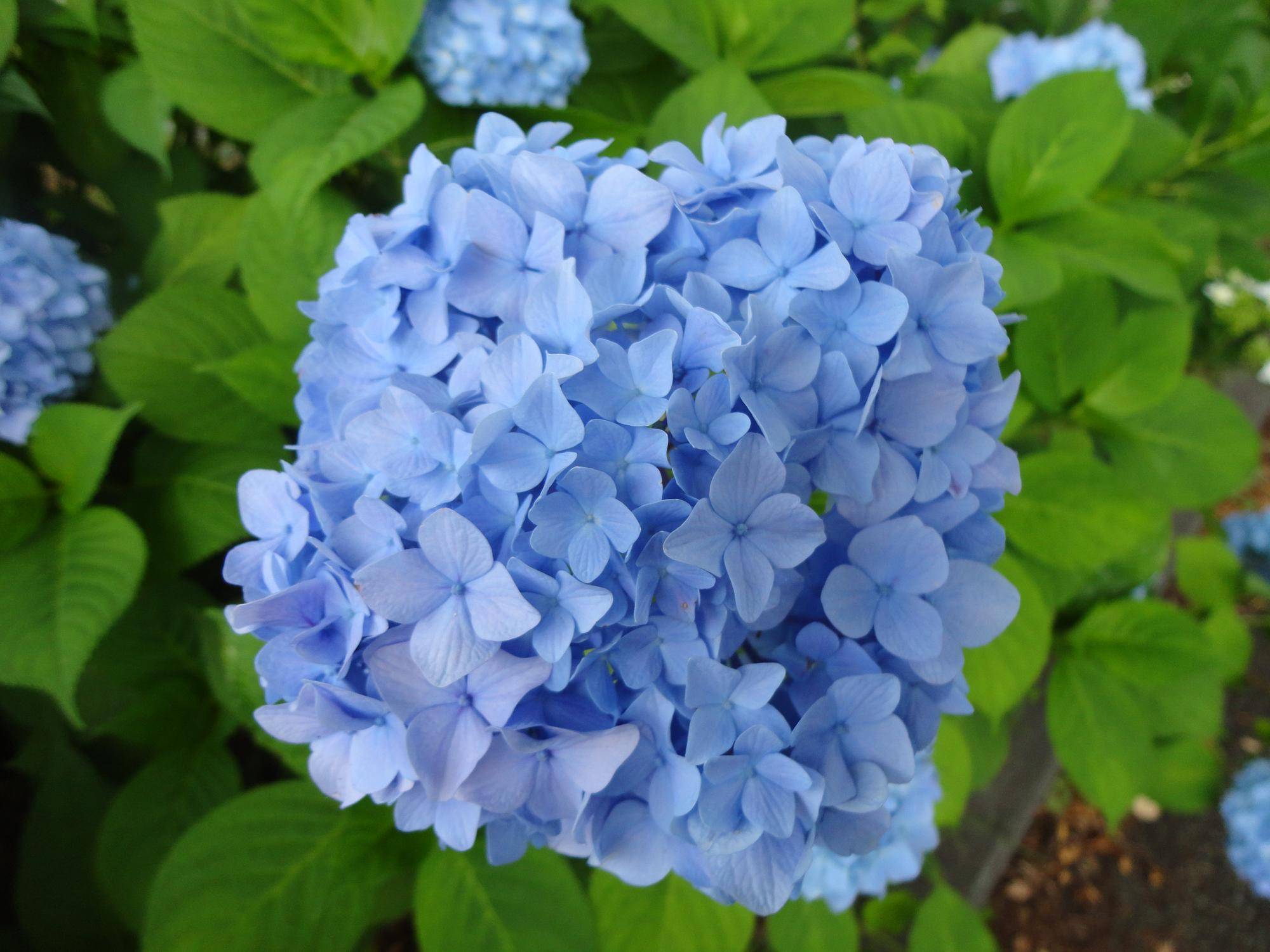 アジサイの季節がやってきました。の写真