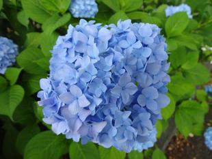 アジサイの季節がやってきました。