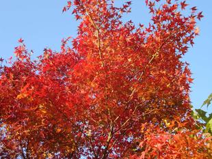 俣野公園の「紅葉とお花」を見にいらしてください。