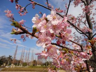 カワヅザクラ🌸満開近し