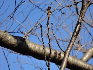 俣野公園桜開花情報【2025年3月1日号】