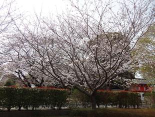 「俣野公園桜開花情報【2025年3月28日】」