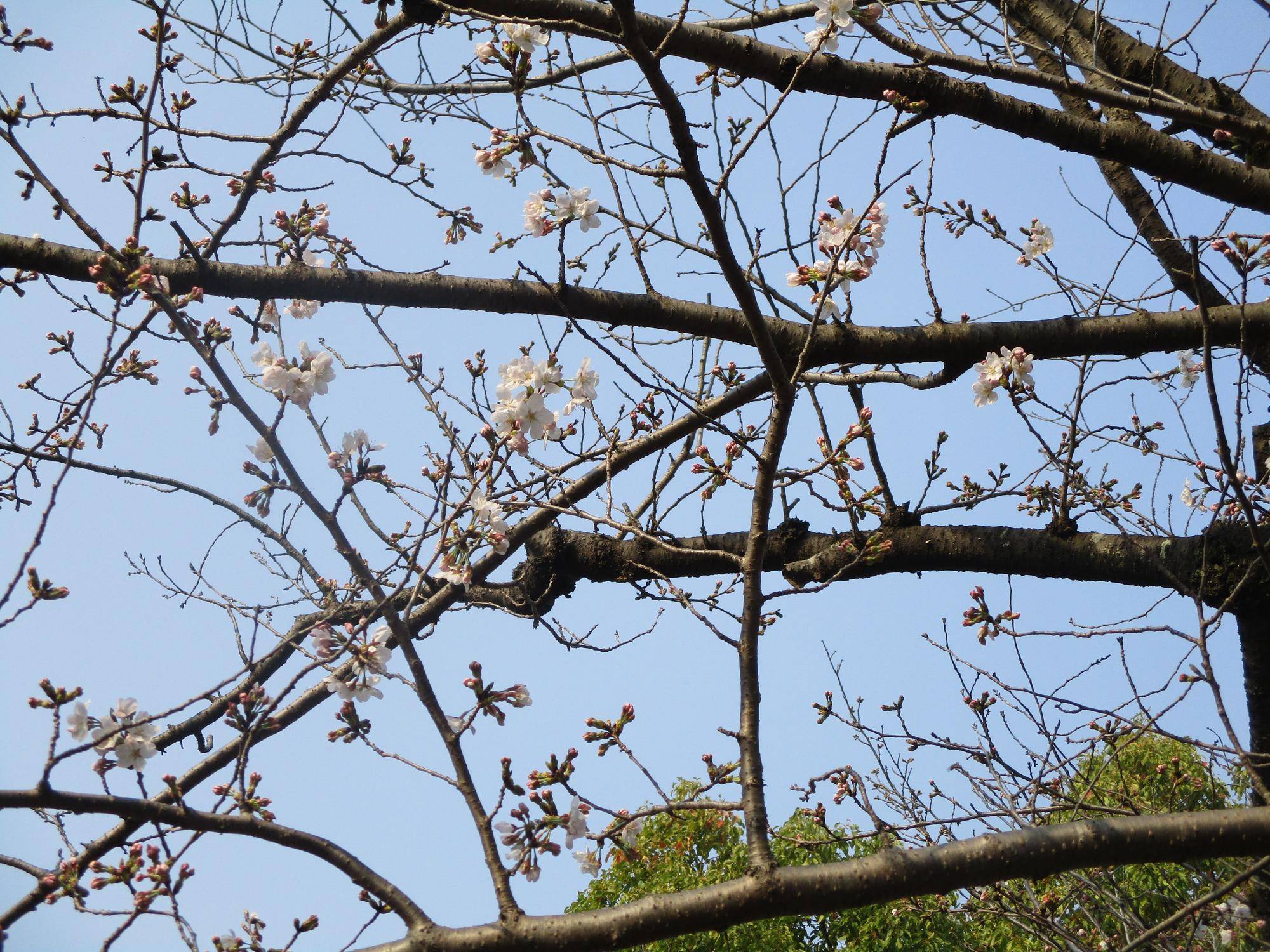 〔俣野公園〕桜開花情報【2025年3月26日】の写真