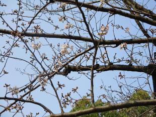 〔俣野公園〕桜開花情報【2025年3月26日】