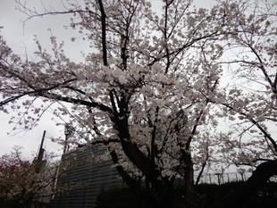 「俣野公園桜開花情報【2025年4月3日】」