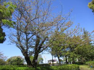 俣野公園桜開花情報【2025年4月16日】