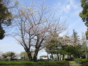 俣野公園桜開花情報【2025年4月8日】
