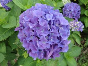 梅雨の俣野公園を楽しんでください!