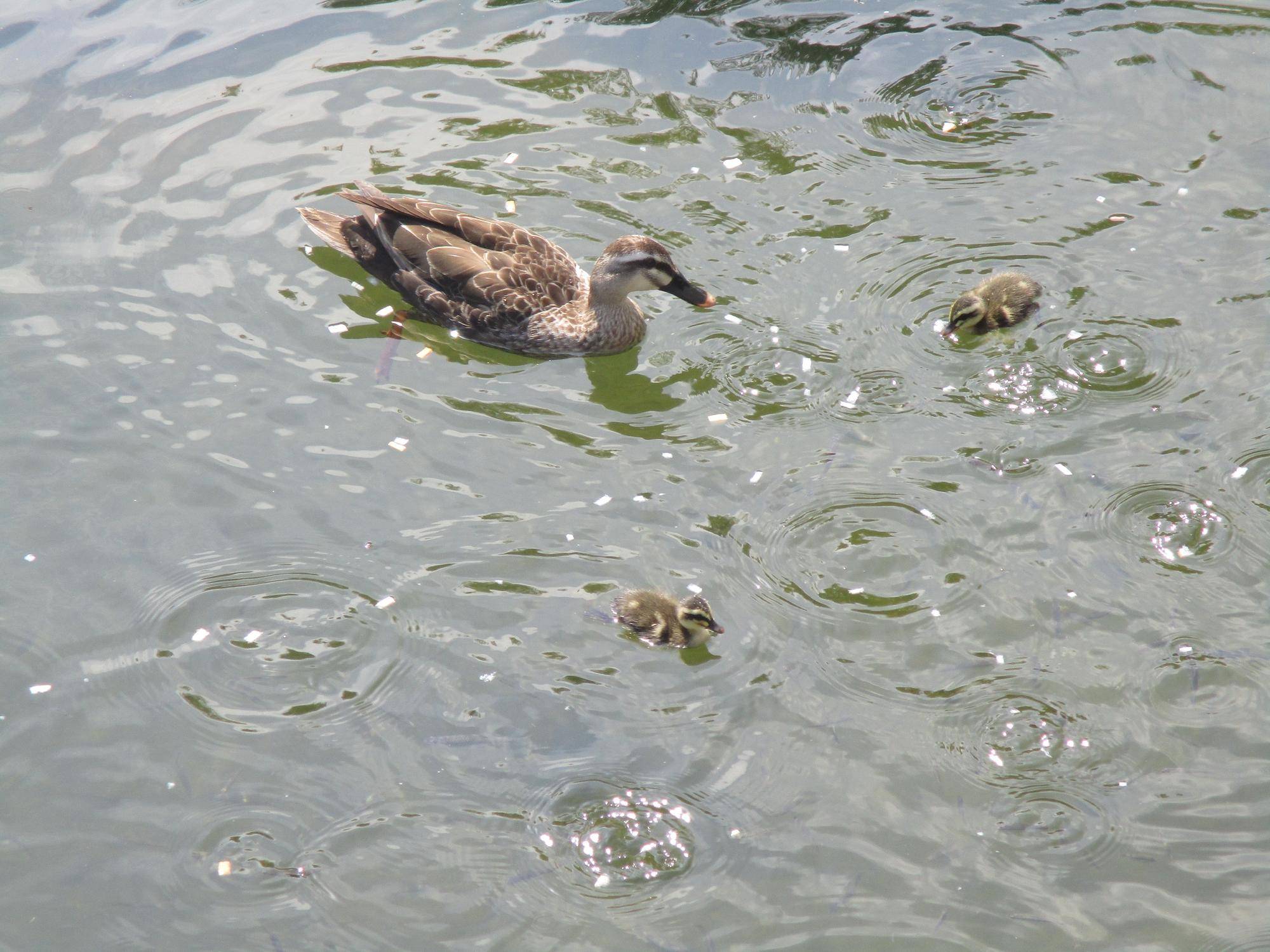 レストハウス池のカルガモ親子の写真
