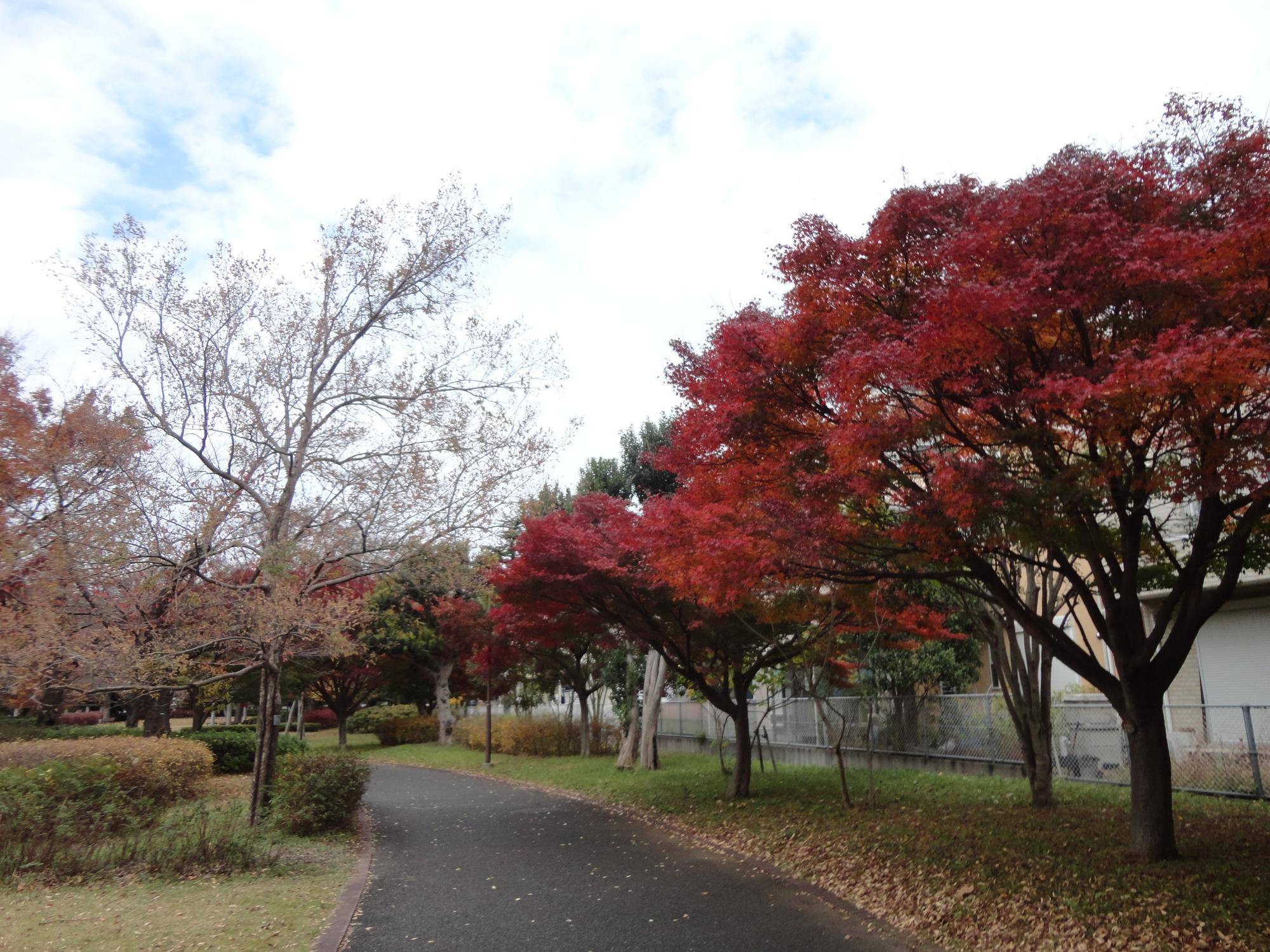 俣野公園の「紅葉」を見にいらしてください。の写真