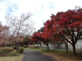 俣野公園の「紅葉」を見にいらしてください。