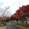 俣野公園の「紅葉」を見にいらしてください。の画像