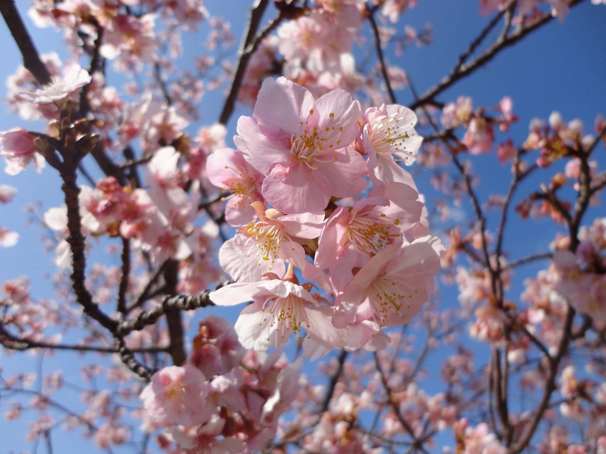  カワヅザクラ🌸満開近しの写真