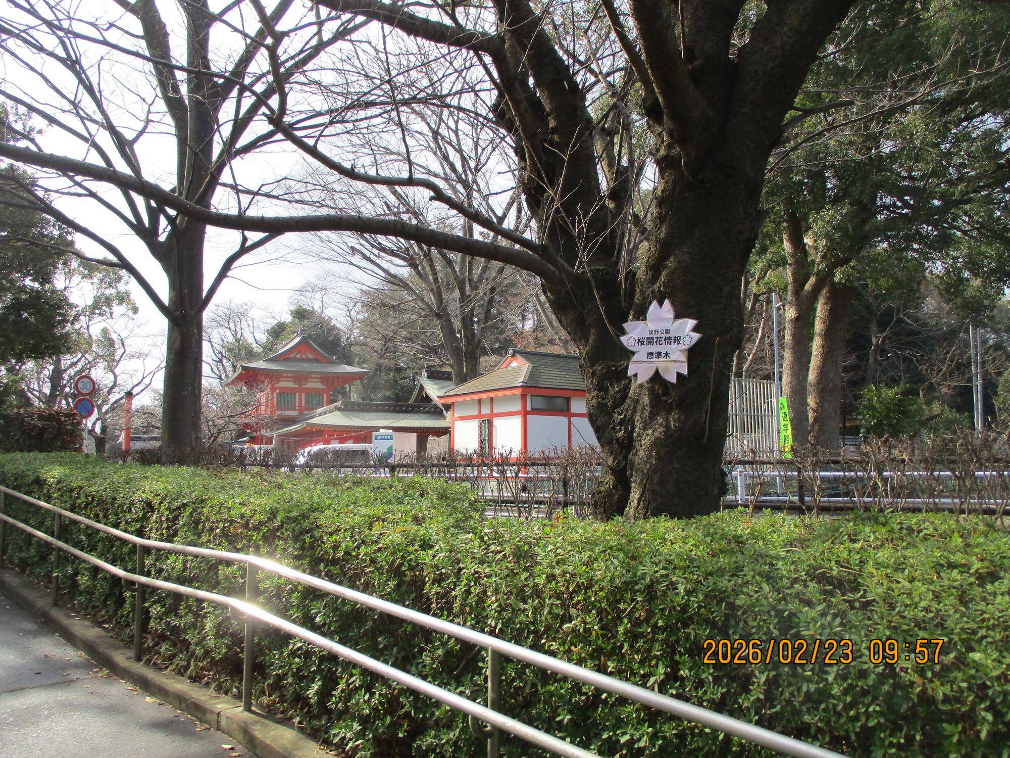 桜開花情報【2026年2月24日】の写真