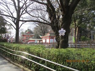 桜開花情報【2026年2月24日】