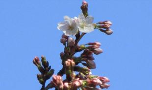 桜開花情報【2026年3月21日】