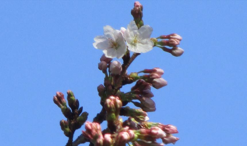 桜開花情報【2026年3月21日】の写真