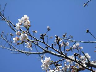 桜開花情報【2026年3月24日】