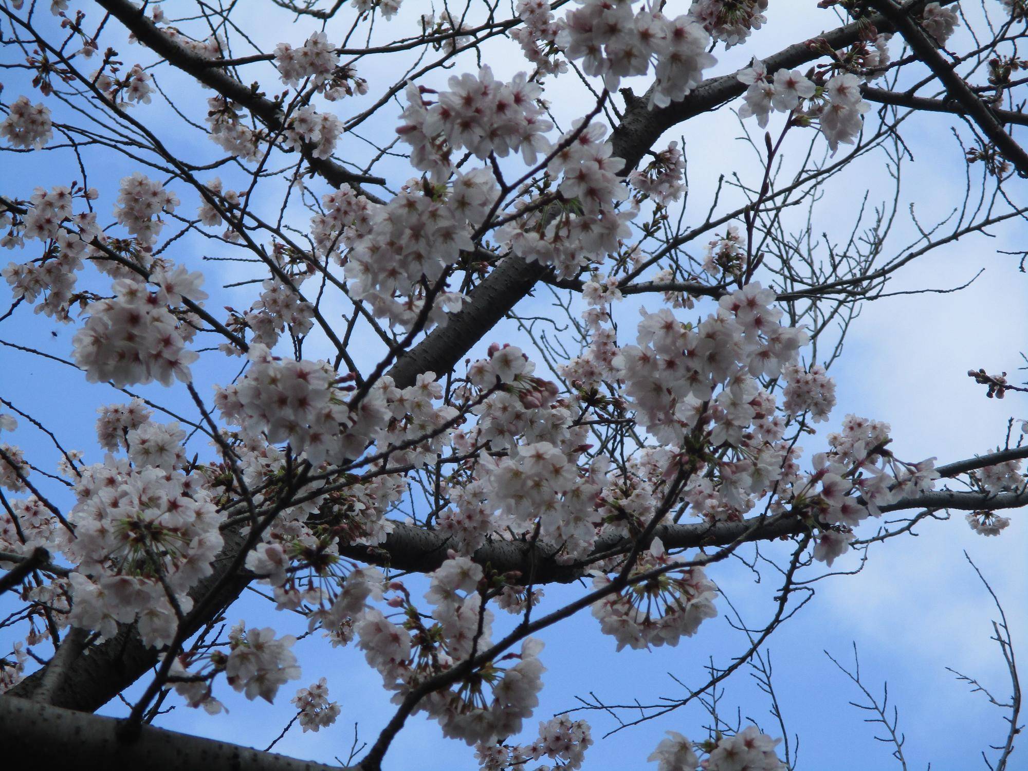 桜開花情報【2026年3月28日】の写真