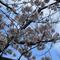 桜開花情報【2026年3月28日】の画像