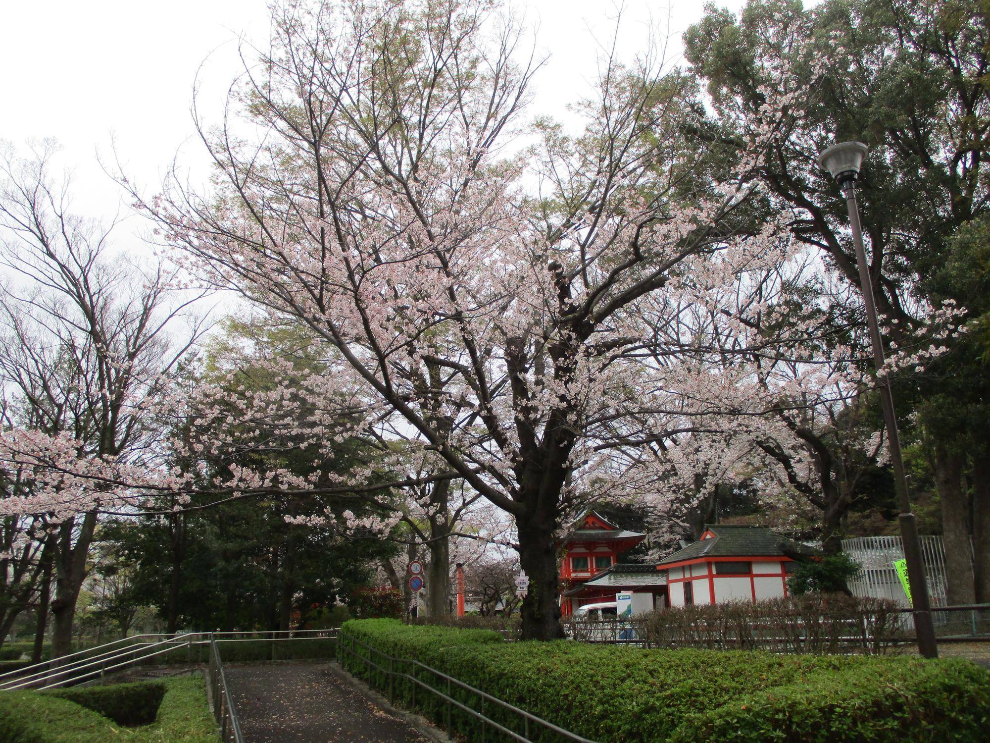 桜開花情報【2026年3月31日】の写真