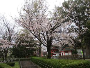 桜開花情報【2026年3月31日】