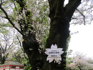 桜開花情報【2026年4月5日】