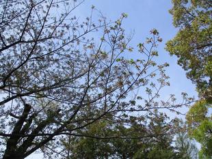 桜開花情報【2026年4月9日】