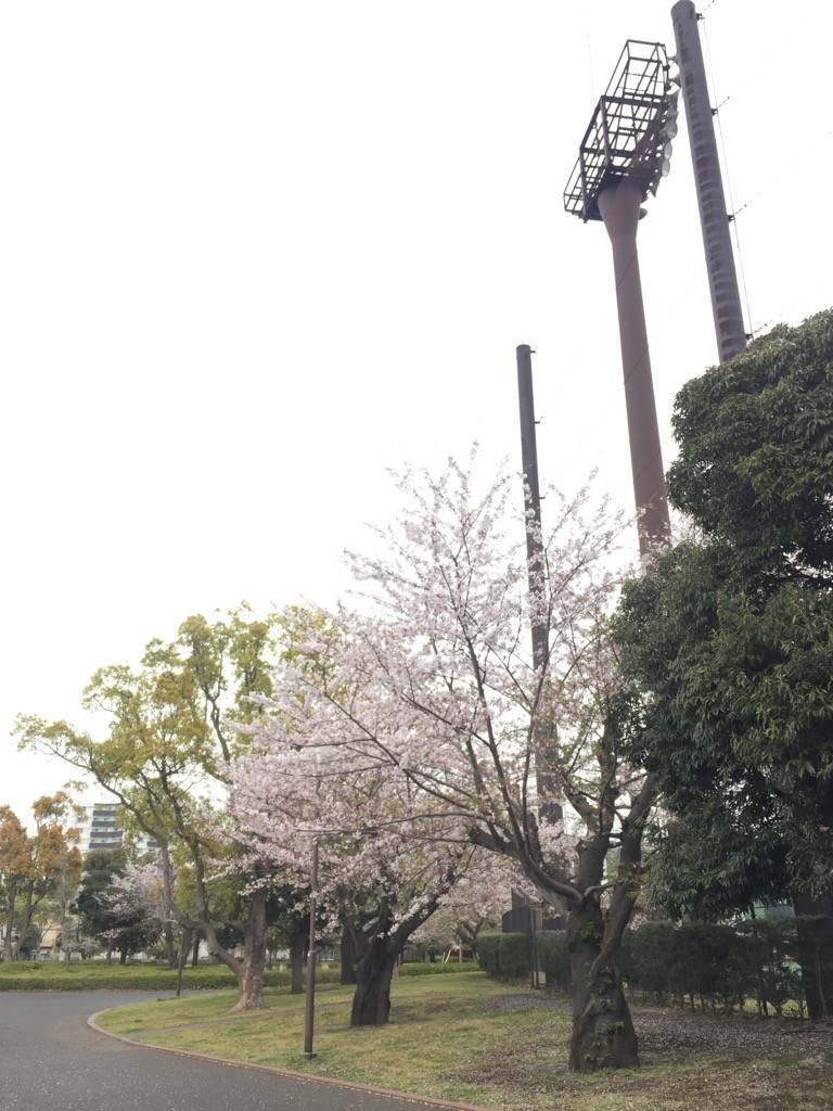 20190412俣野公園桜開花情報 (1).jpg