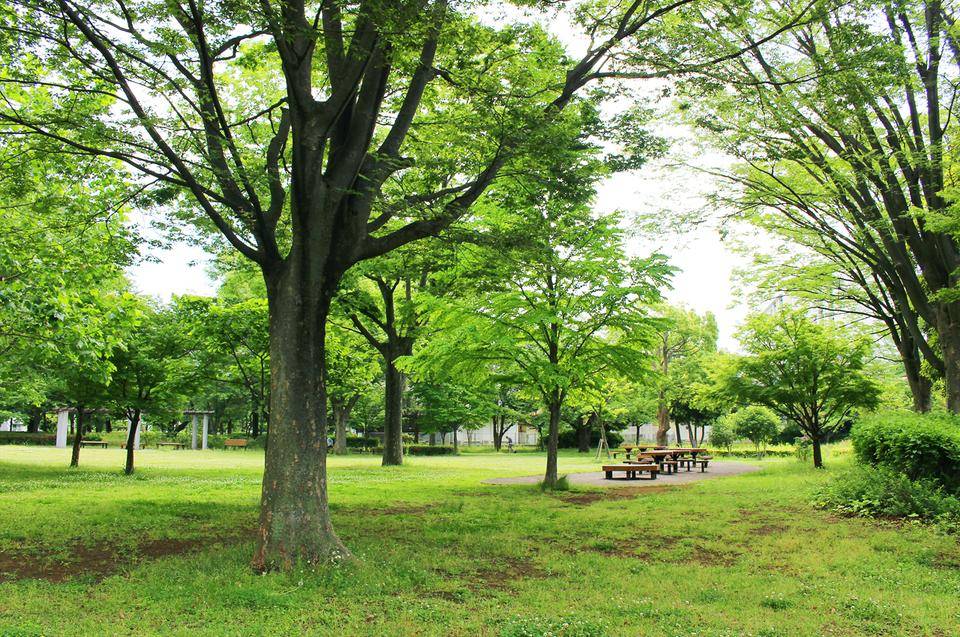 俣野公園_樹林広場.jpg