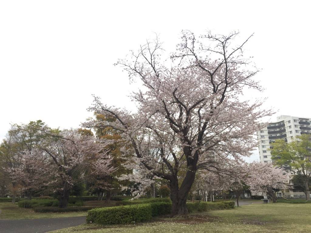 20190412俣野公園桜開花情報 (2).jpg