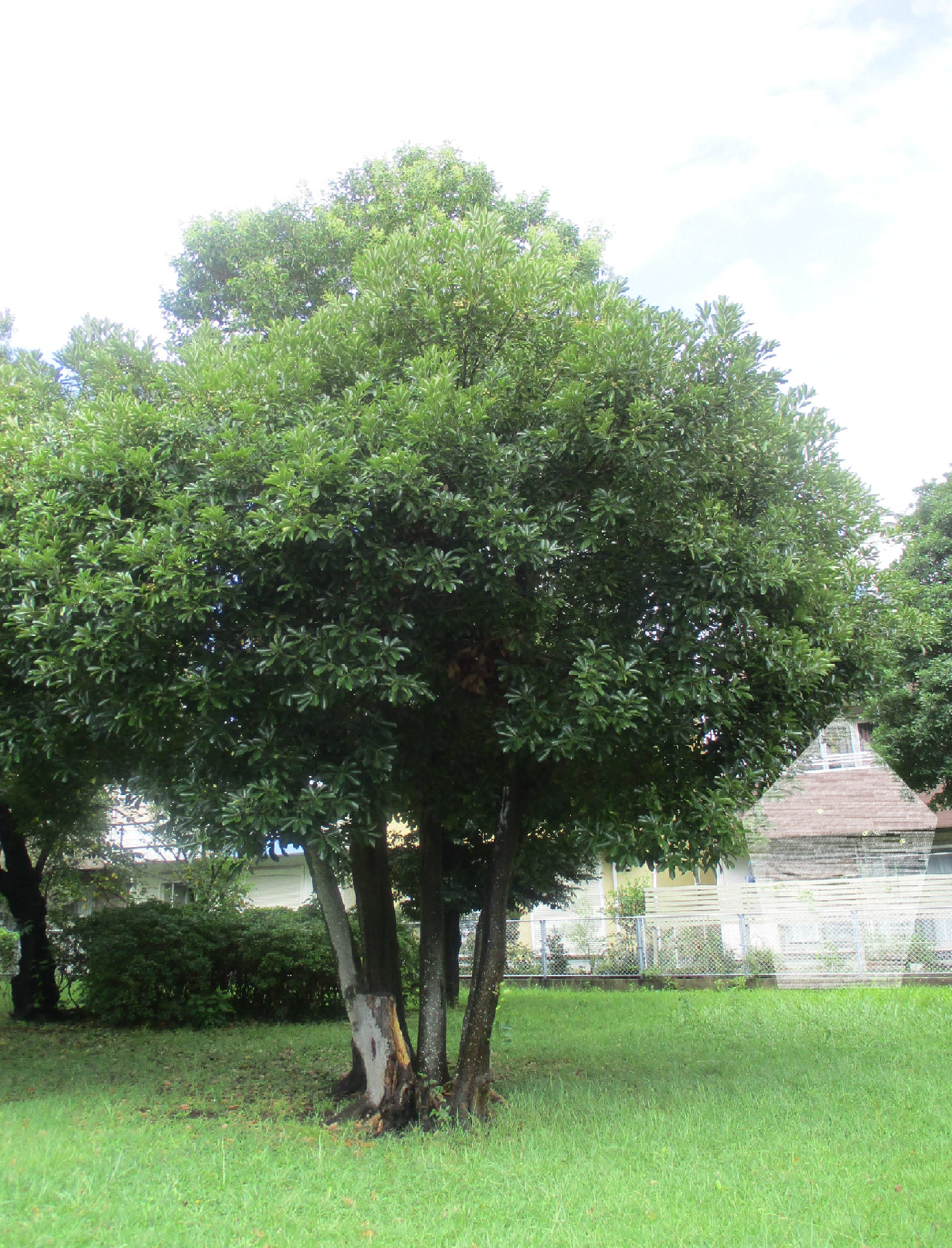 どんぐり 木.png