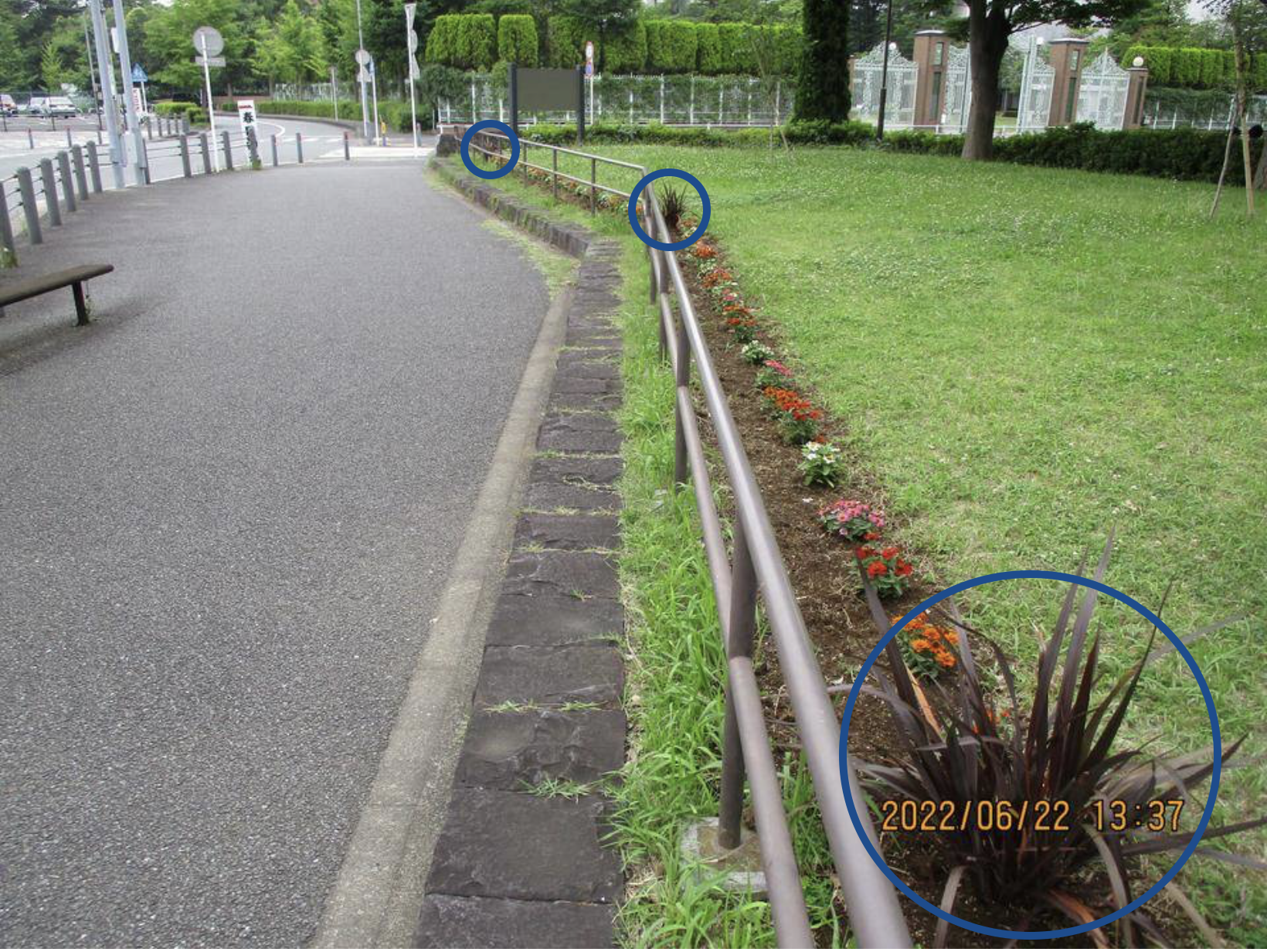 2_2022_5月バス通り花壇.png