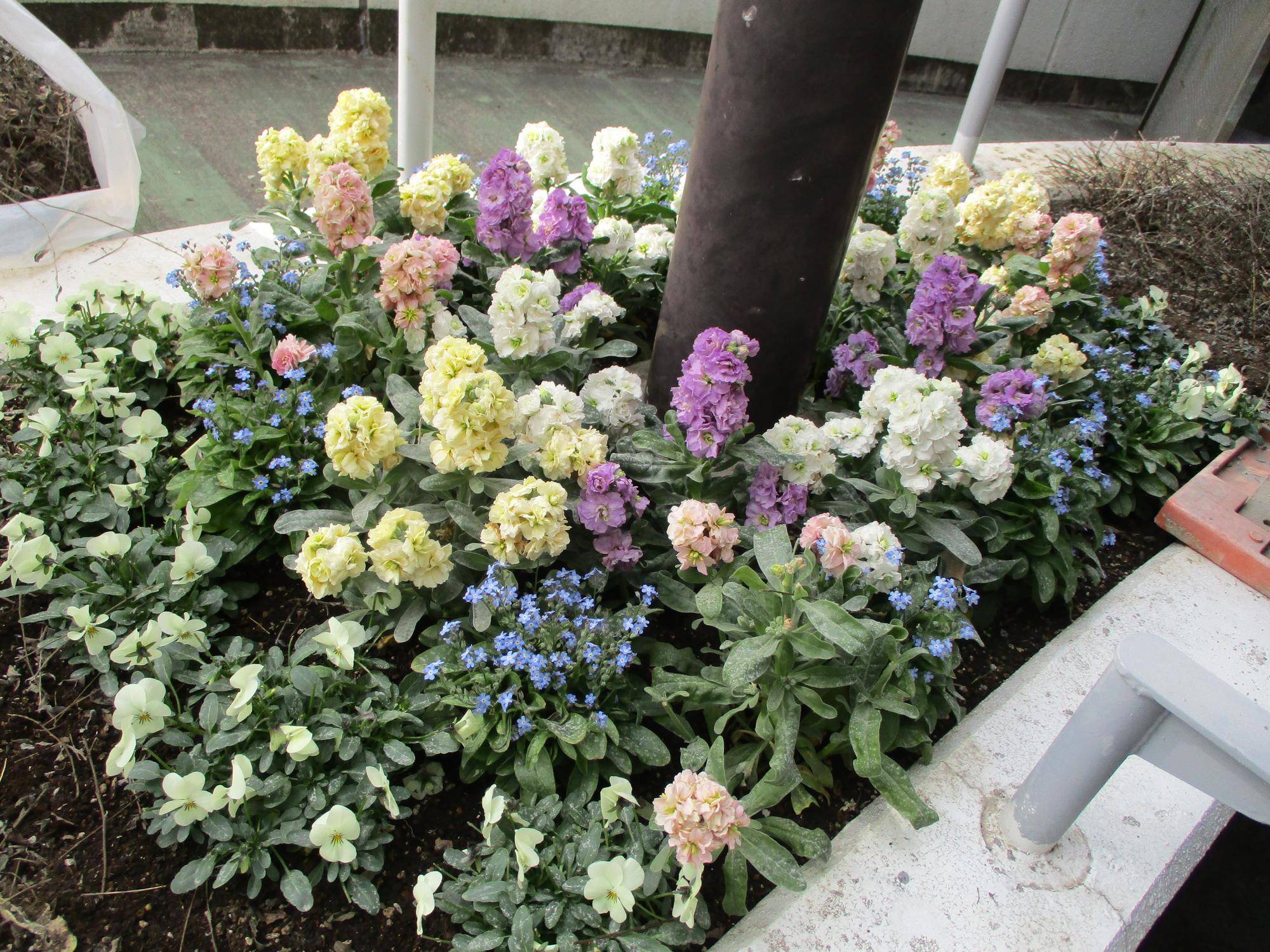 スロープ脇花壇お掃除後1.jpg